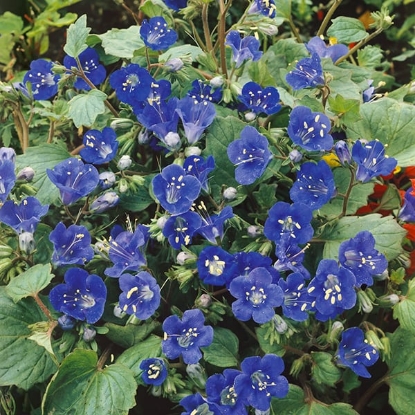Picture of Phacelia - Campanularia Blue Wonder
